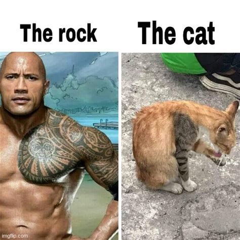 rock cat meme|rock cat clip art.